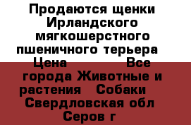 Продаются щенки Ирландского мягкошерстного пшеничного терьера › Цена ­ 30 000 - Все города Животные и растения » Собаки   . Свердловская обл.,Серов г.